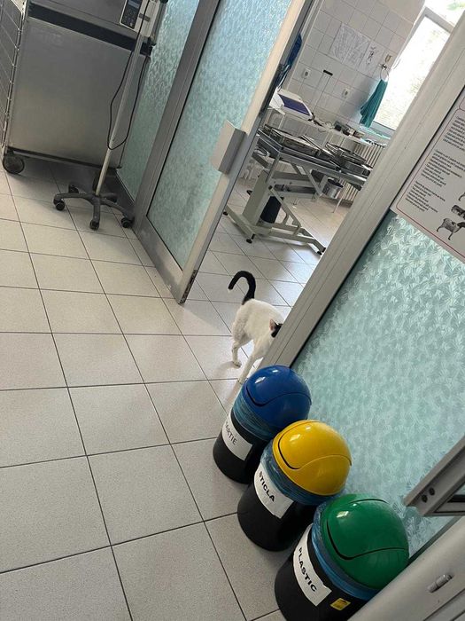 Pisu, motan sterilizat pentru adopție