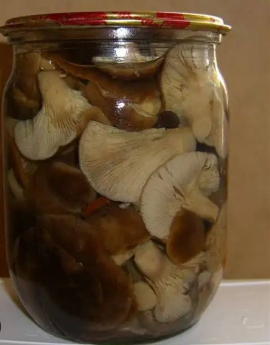 Как солить грибы валуи на зиму. Валуи соленые. Кульбик соленый. Валуи грибы соленые. Как солить грибы валуи на зиму.