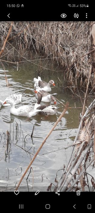 Oua rață, gâscă,găini incubație