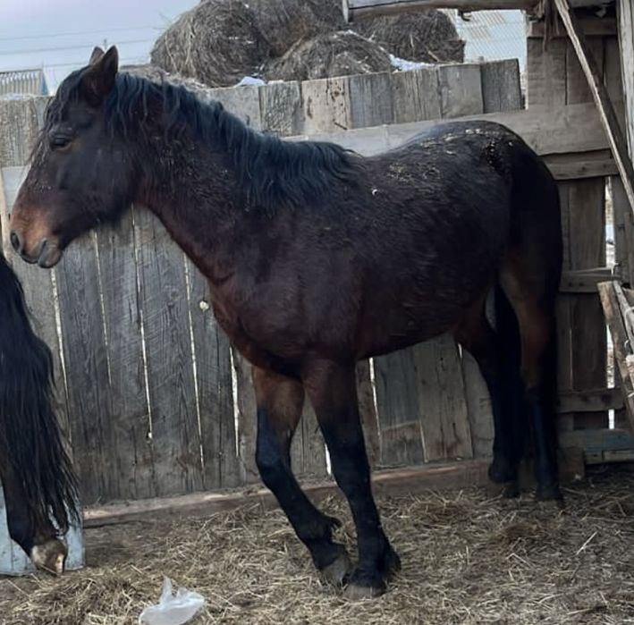 айғыр сатамын