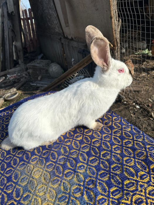 Uriaș de Transilvania schimb cu Rex tricolor