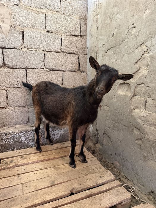 7айлық ұрғашы лақ