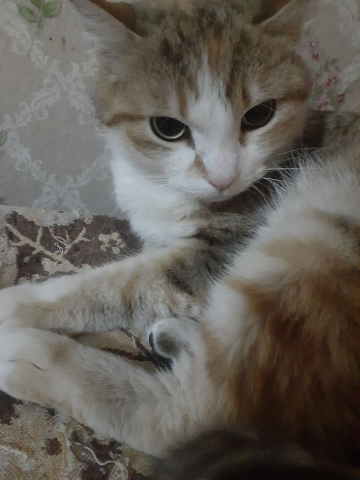 Отдам в добрые ручки!  Стерилизованные и  кастрированные