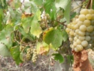 Butasi de vita de vie de anul 2 și de 3