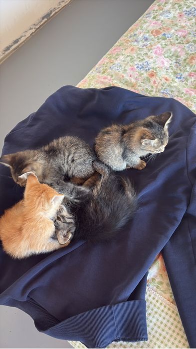 Котята Мысыктар мысык