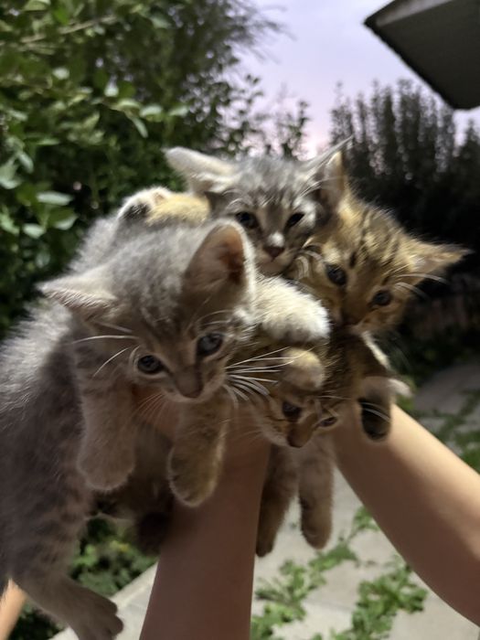 Котята.