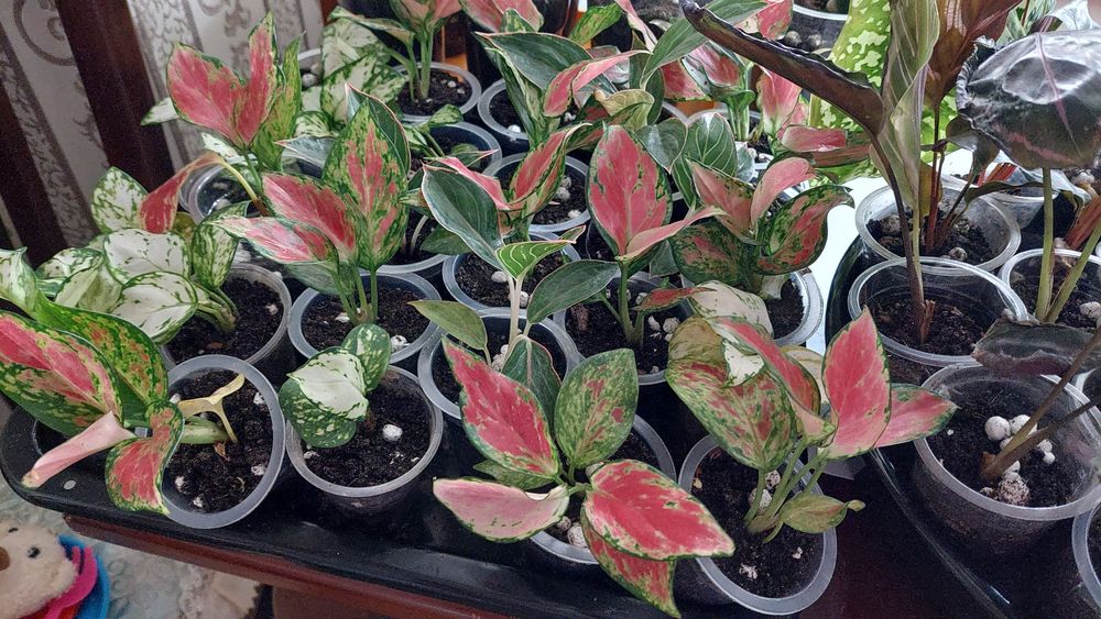 Продам Аглаонемы