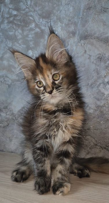 Котята породы Мейн-кун