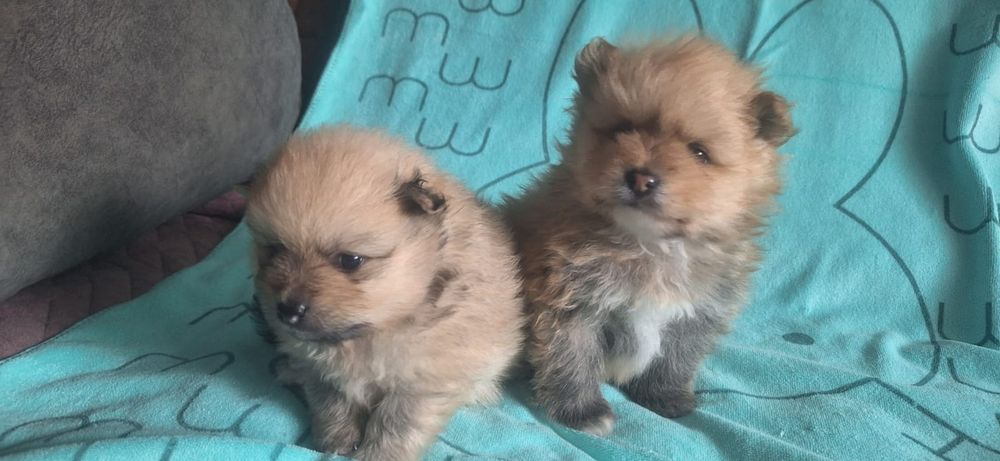 Очаровательные щенки шпица.