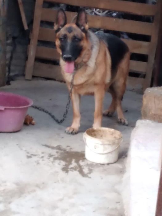 Немецкая овчарка щенки