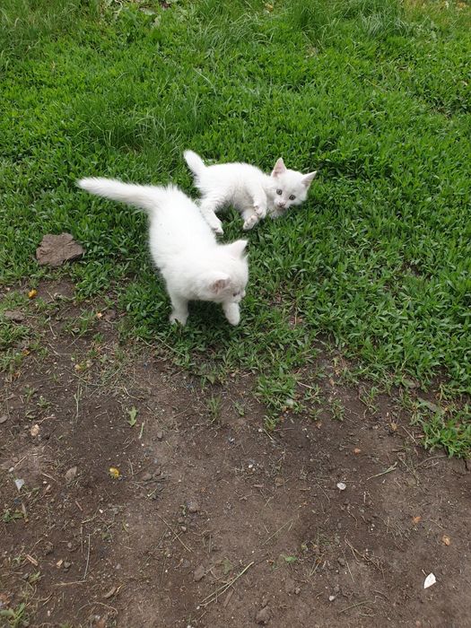 Отдам котят в хорошие добрые руки