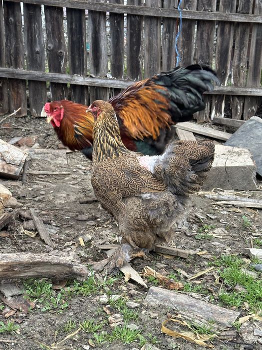 Disponibila pereche brahma potarnichiu