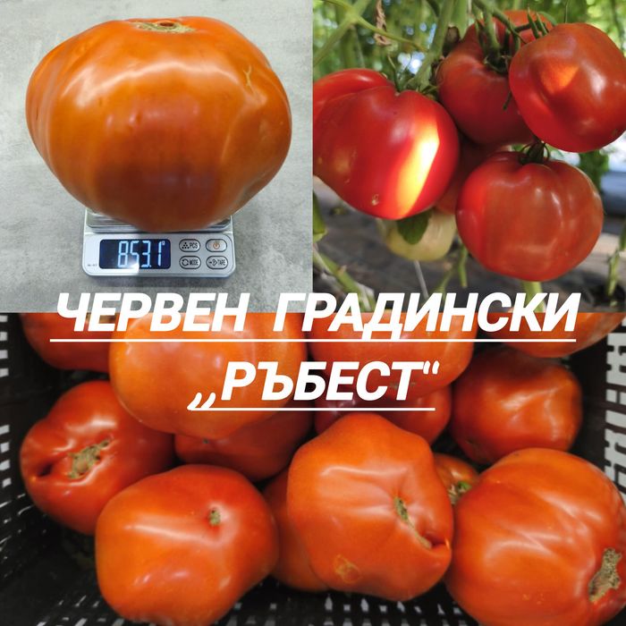 Разсад от стари нехибридни  сортове