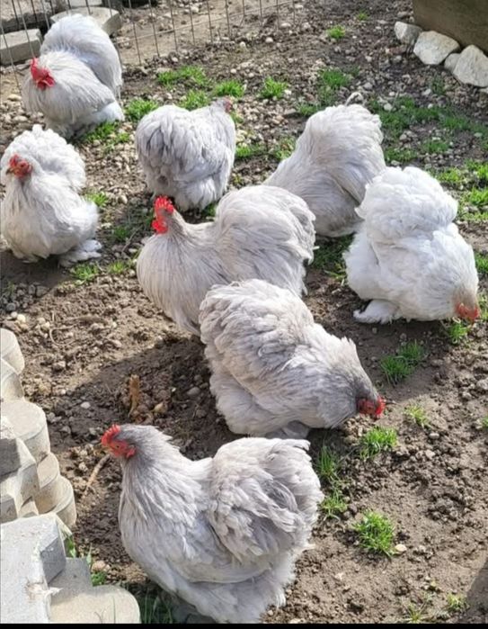 Ouă cochinchina pitic