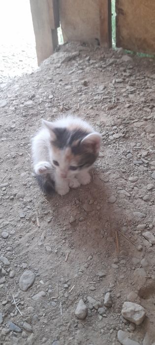 Отдам кошек 3 месяца в добрые руки 2 девочки