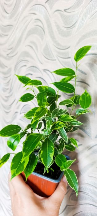 алоэ, фикус Бенжамина