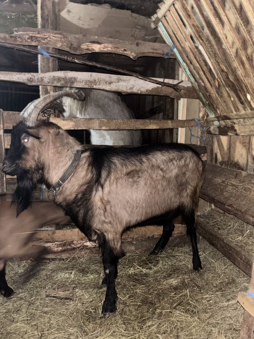 Vand țap si iadă alpin fracez