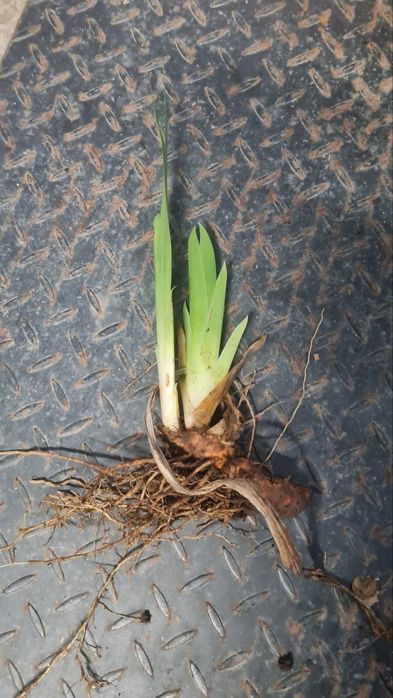 Кокичета в саксия-0.50€/бр кокиче, ириси-1.70€