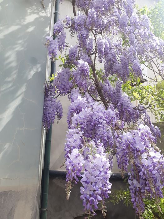 Глициния,штамбовой глициния.