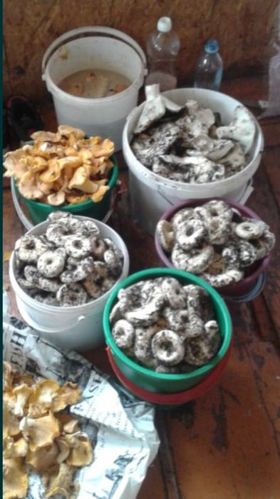 Грузди, лесички по 2000тг