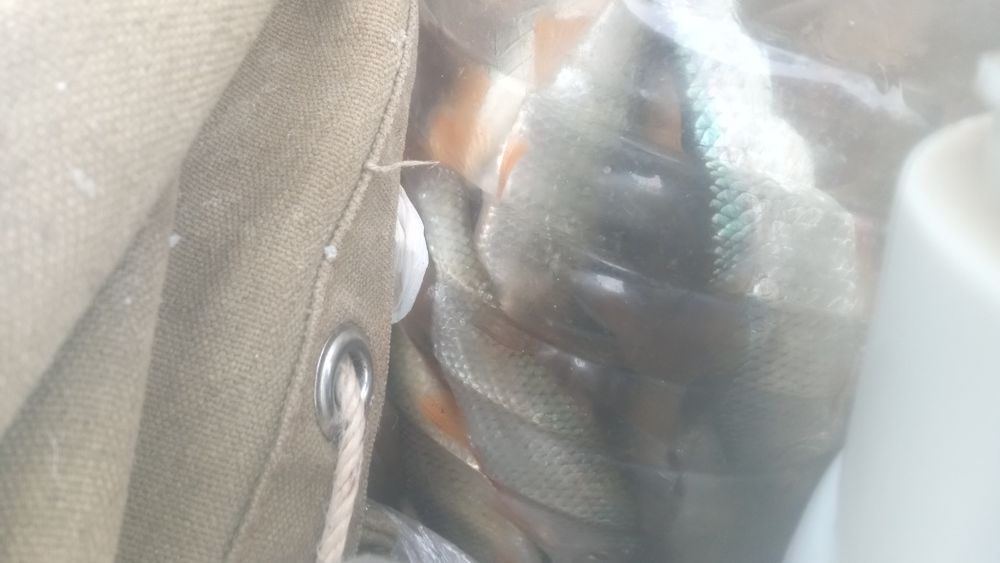 Рыба свежемороженая