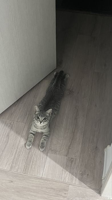 Мысық сатамын!