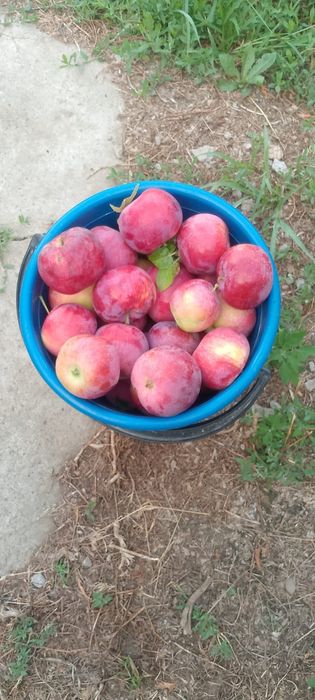 Яблоки продам садовые