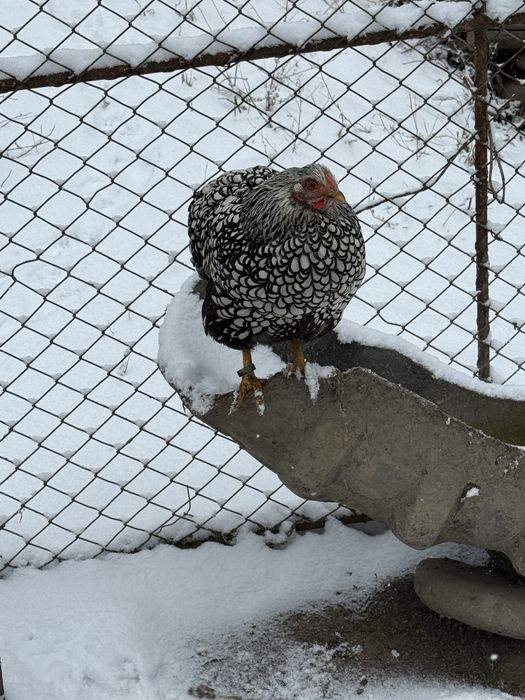 Vand gaini australiene