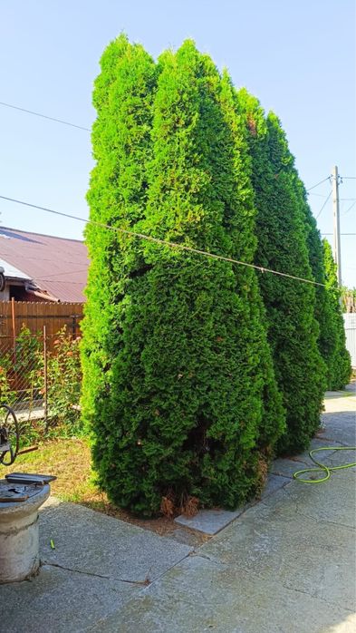 Casa La Dridu Ialomita