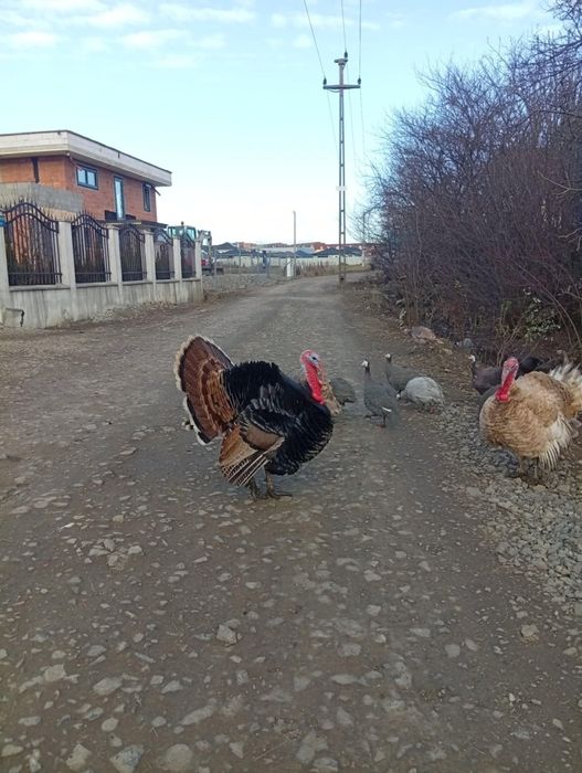 CURCAN TÂNĂR, DE ȚARĂ 40 lei/ kg viu