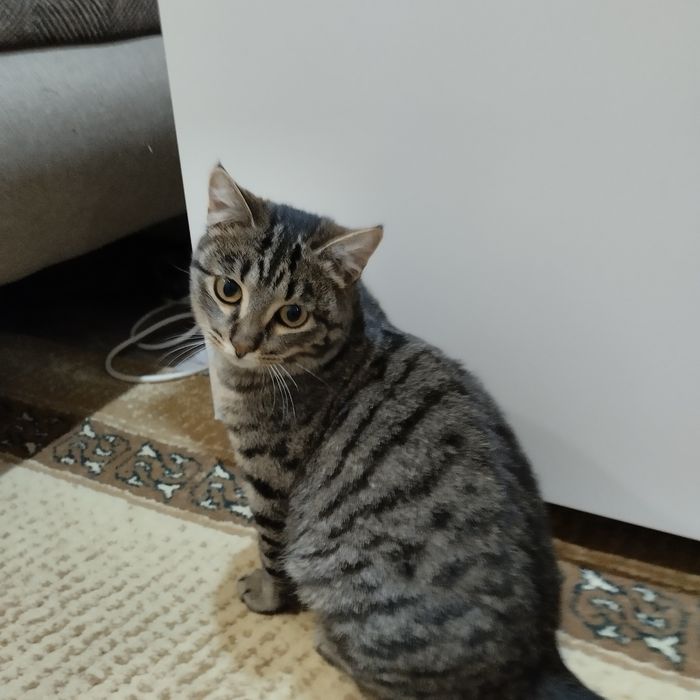 Отдам в добрые руки