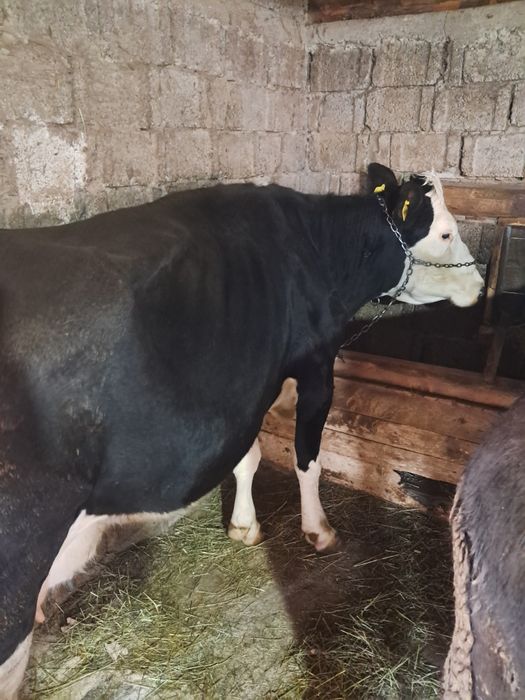 De vânzare vaca gestație de 4 luni