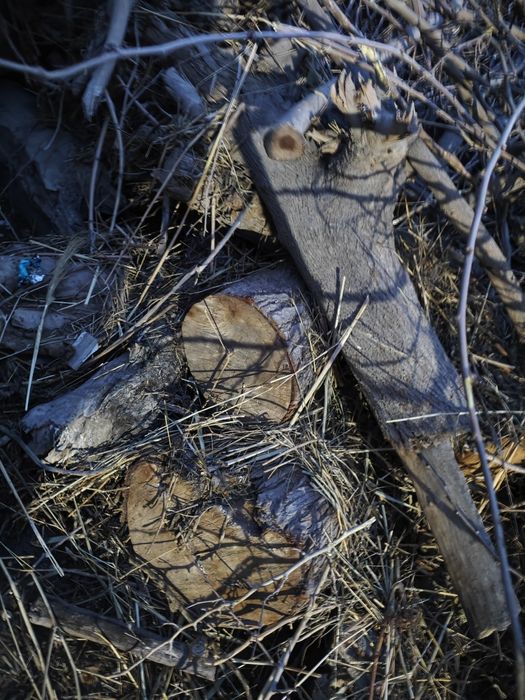 Quruq oʻtinlar sotiladi