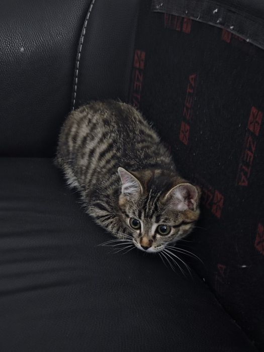 Котенок девочка 3 месяцв