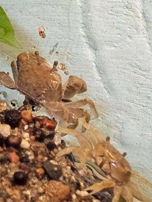 Крабики тропические