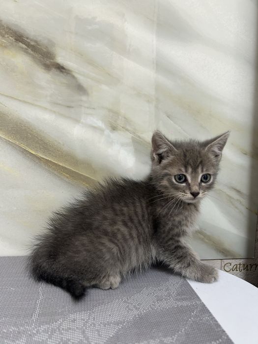 Отдаем котят, в добрые руки