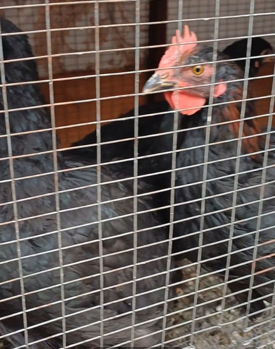 Кора шахзода 1+2 сотилади.