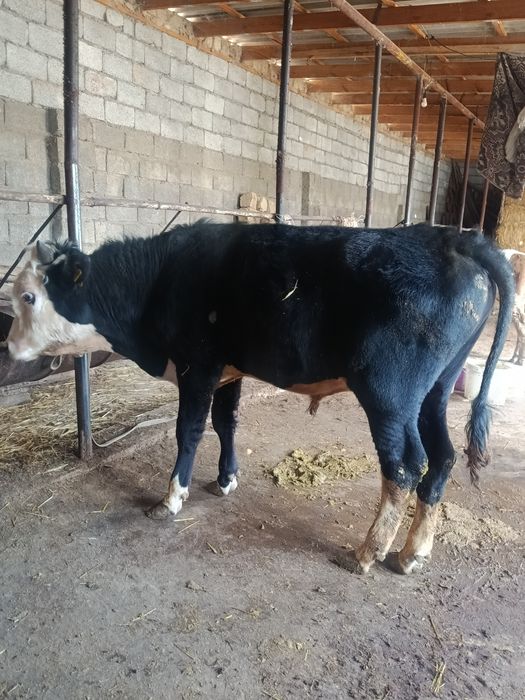 Еркек тана сатылады