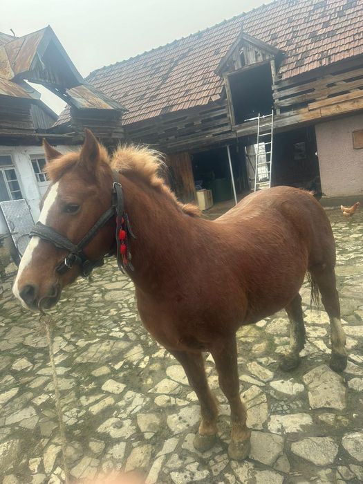 Cal de vânzare semigreu