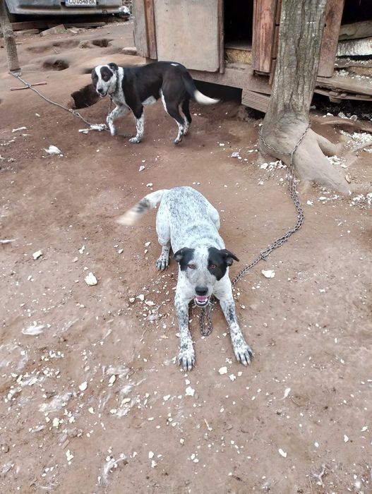 Подарявам кученца