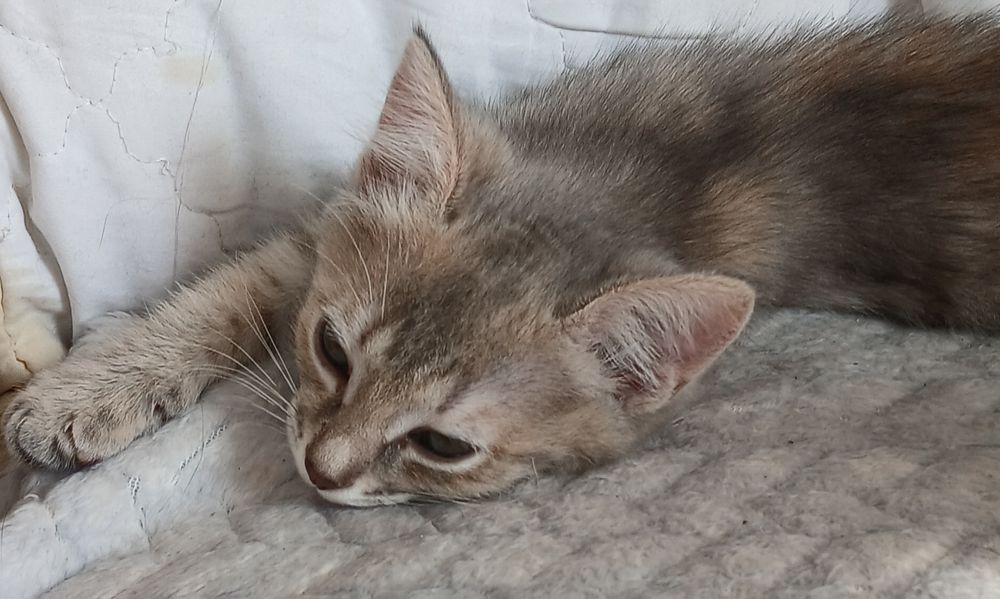 Девочки трехцветочки в дар