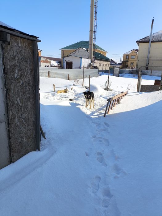 Отдам пса в хорошие руки