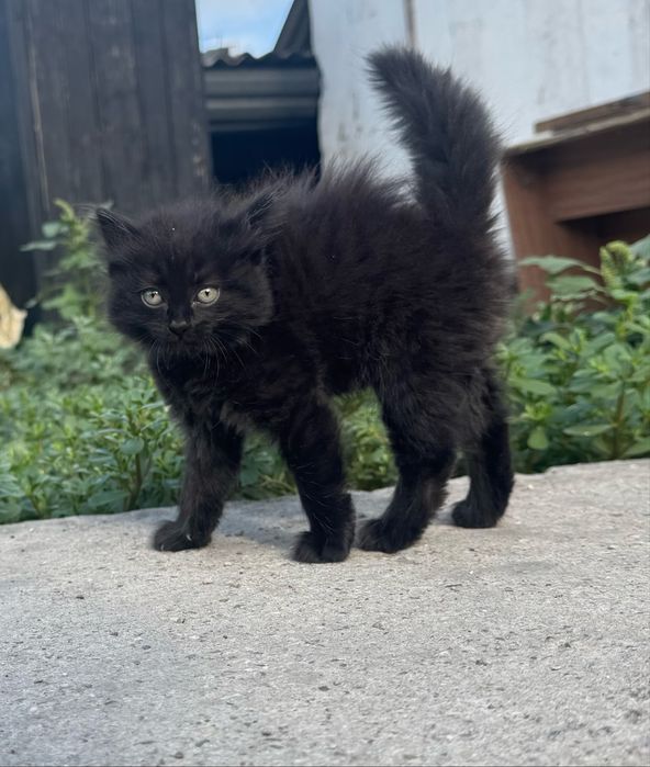 Отдам котят в надежные руки