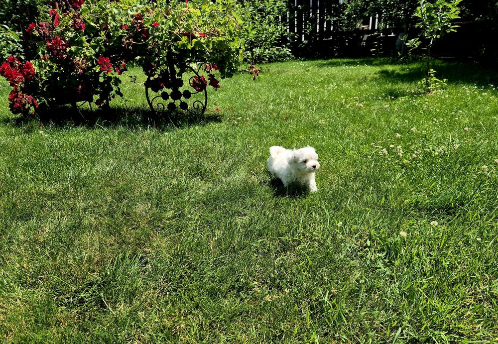 Bichon maltez mini