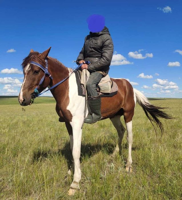 Мінгі айғыр сатылады