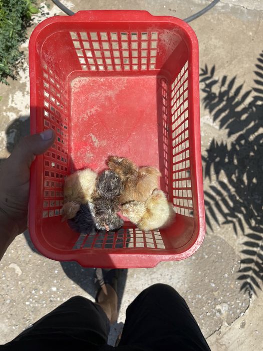 Цыплята голошейки