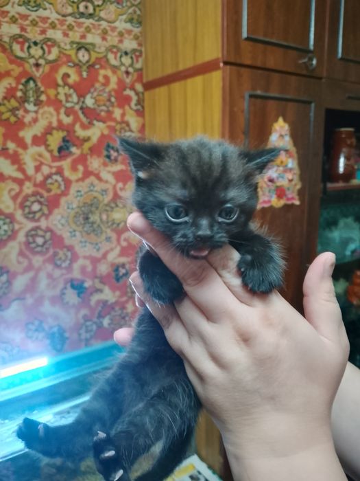 Продаются котята