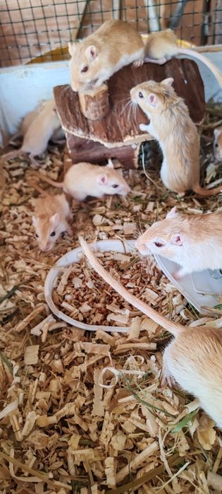 Veverițe gebril de vanzare