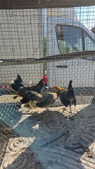 Продам карликовых кур