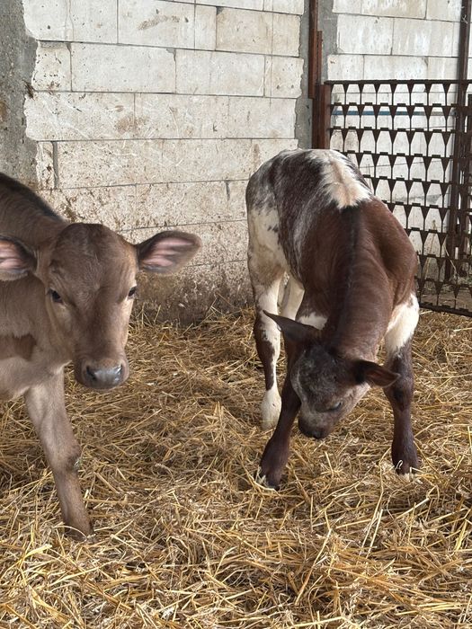 Vând 11 viței de rasă pură 6 tăurași și 5 femele
